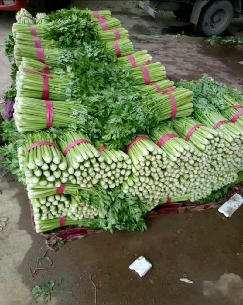芹菜45cm以上特级货