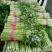 芹菜45cm以上特级货