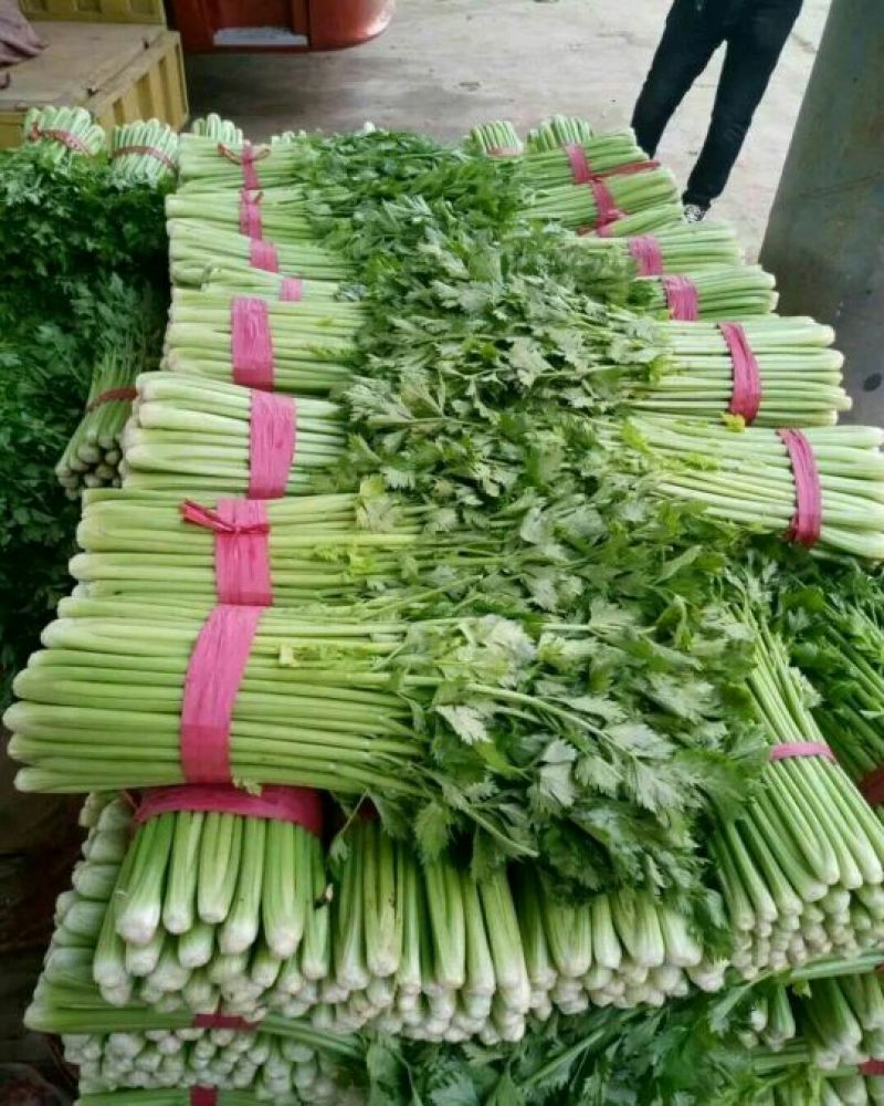 芹菜45cm以上特级货