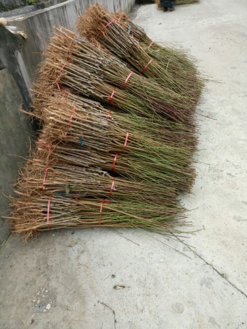 血桃苗中华血桃优质血桃树苗品种纯度保证金牌商家