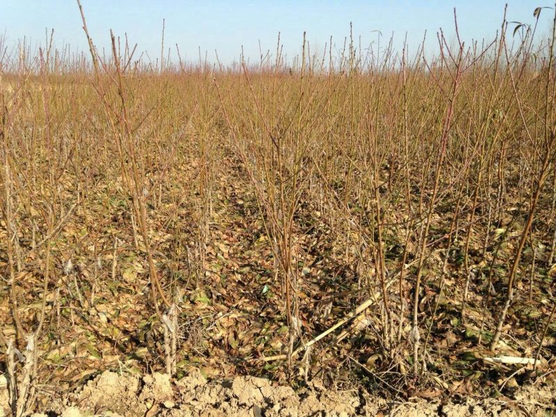 中华寿桃树苗晚熟大果型桃苗基地直销保证品种质量口感超甜