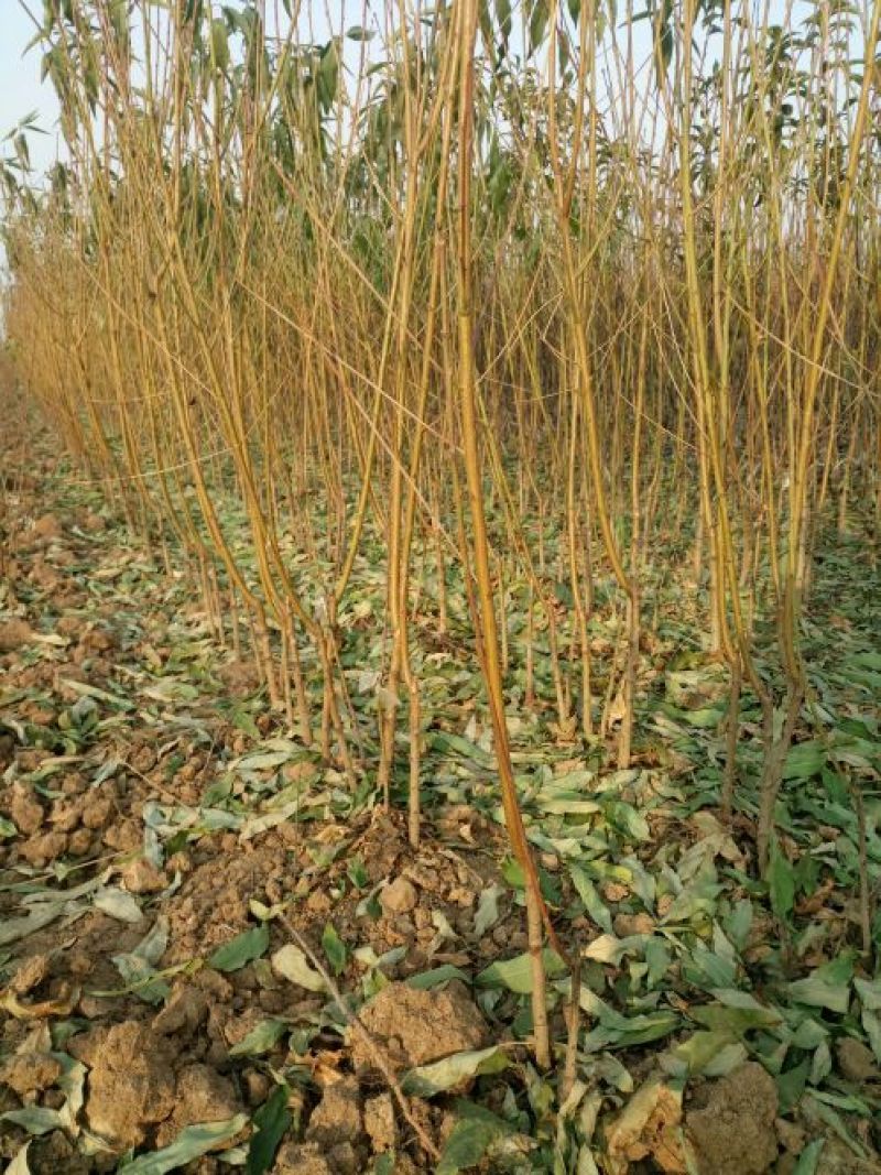 中秋蜜桃树苗基地直销保证品种质量可实地考察