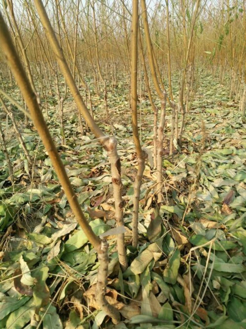 中秋蜜桃树苗基地直销保证品种质量可实地考察