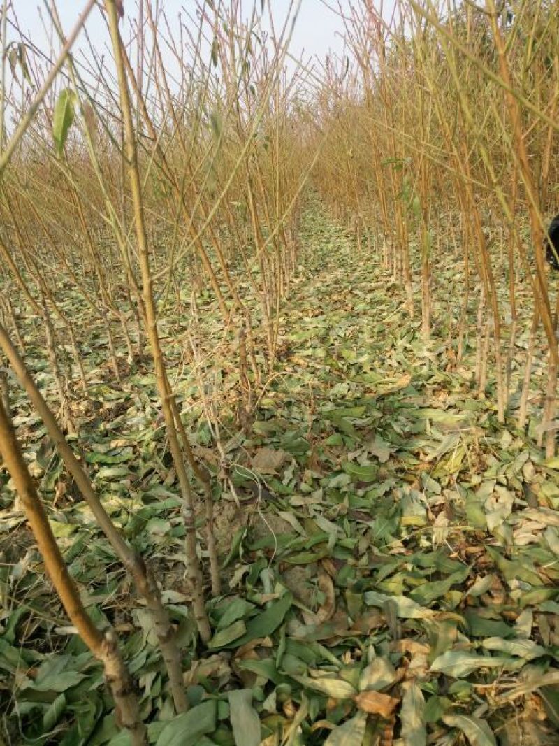 中秋蜜桃树苗基地直销保证品种质量可实地考察