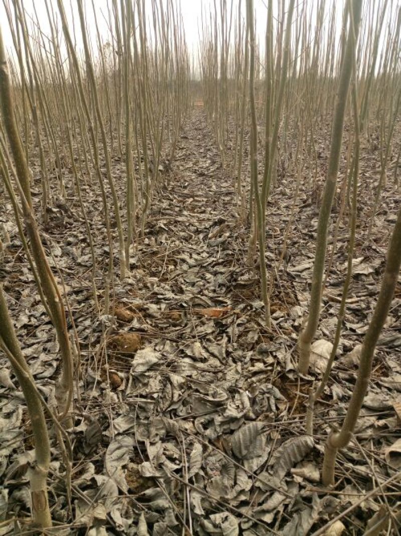 薄壳香核桃苗纸皮核桃苗基地直销保证品种