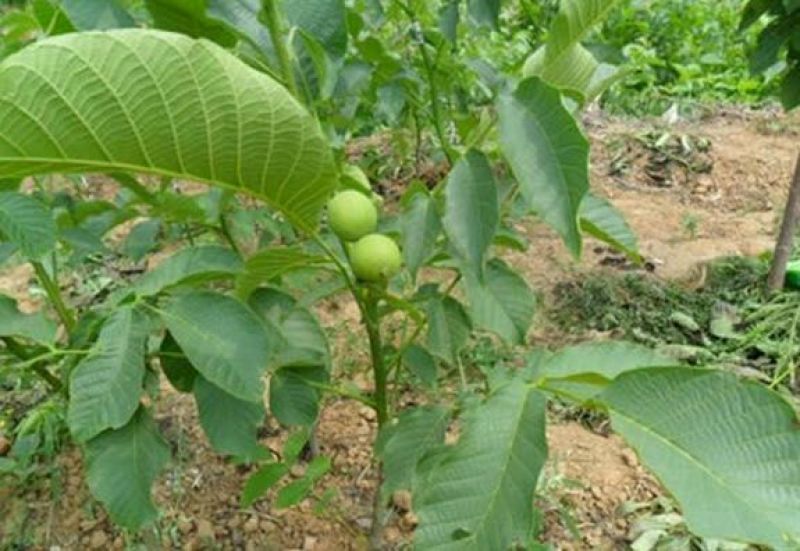 薄壳香核桃苗纸皮核桃苗基地直销保证品种