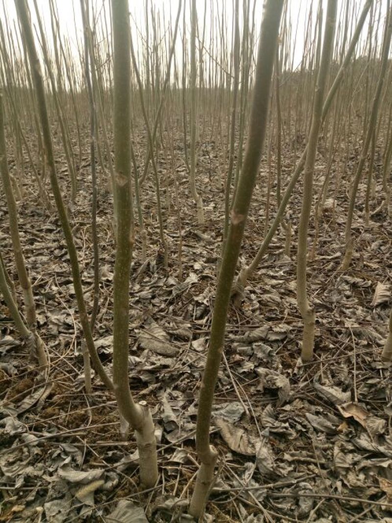 薄壳香核桃苗纸皮核桃苗基地直销保证品种