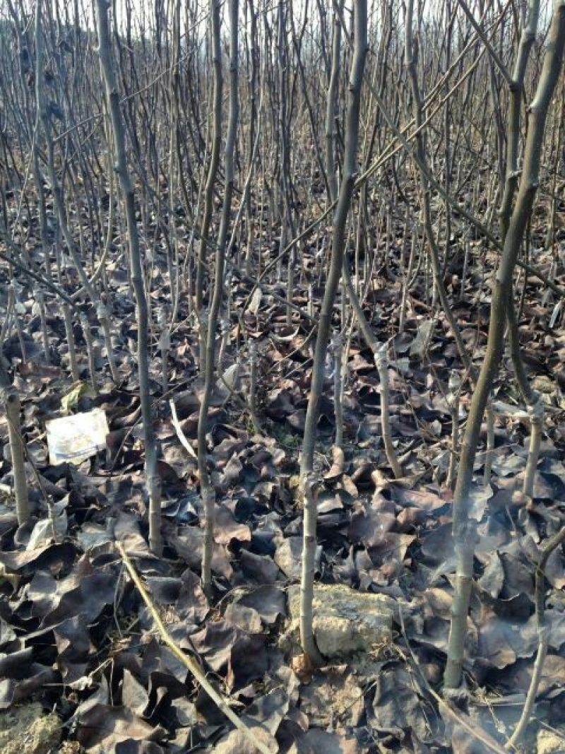 梨树苗金果梨苗晚熟特大果型丰产含糖度高金果梨树苗基地