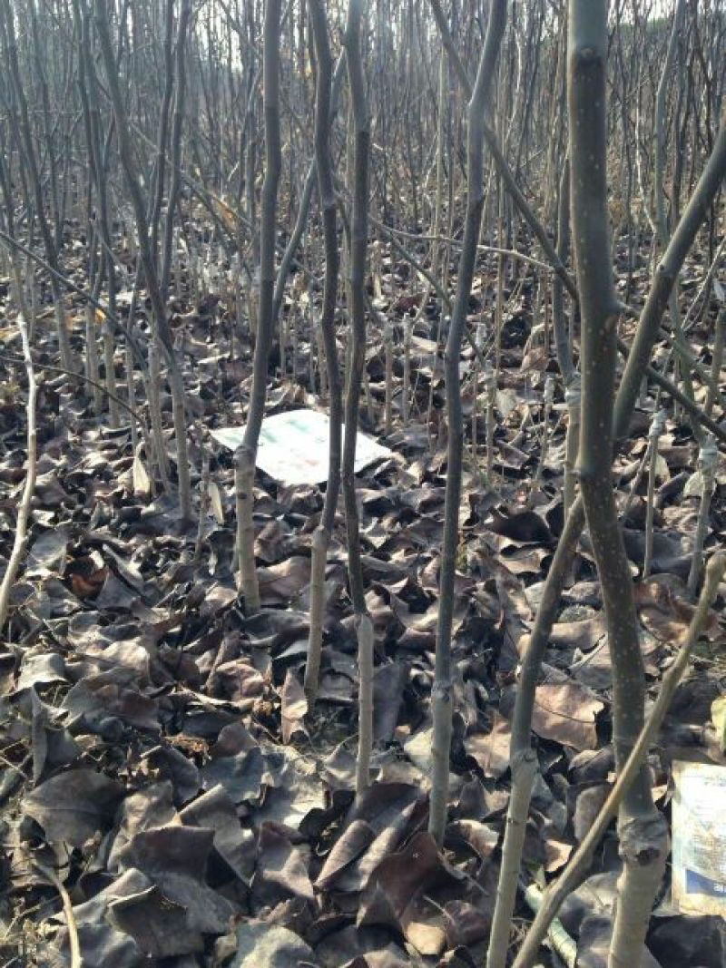 梨树苗金果梨苗晚熟特大果型丰产含糖度高金果梨树苗基地