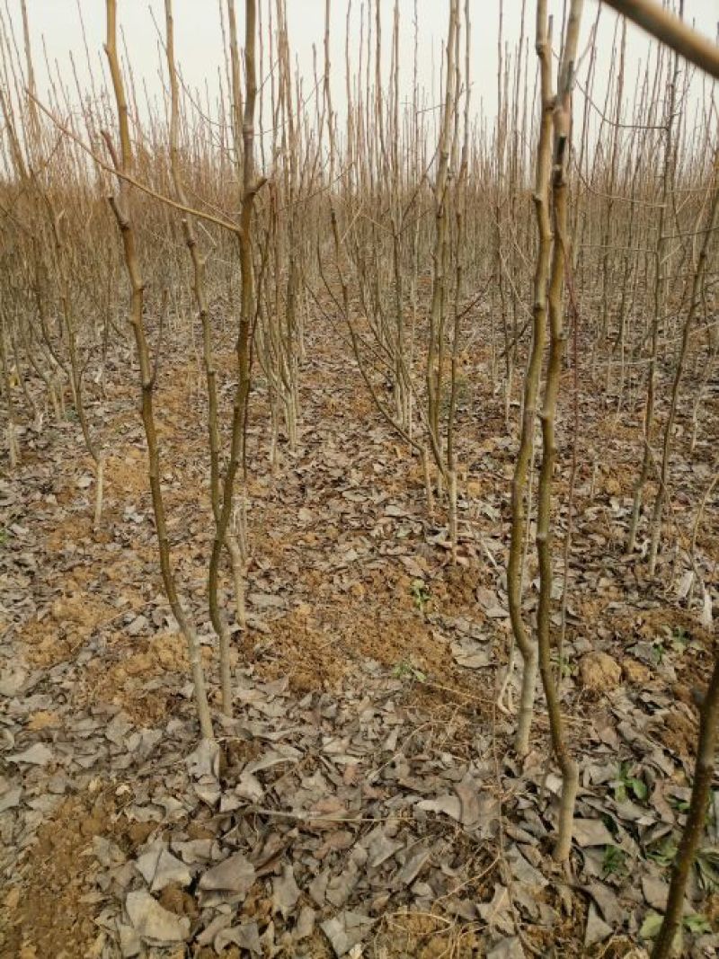 园黄梨树苗酥脆汁多无渣香味浓园黄梨苗基地直销保证品种