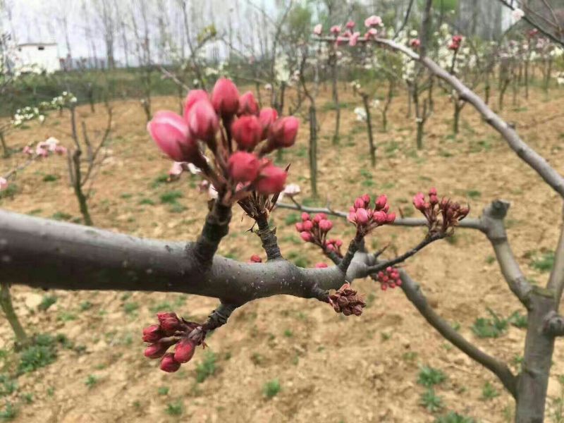 红梨树苗红花红叶红果全红梨树苗奥红一号梨苗基地