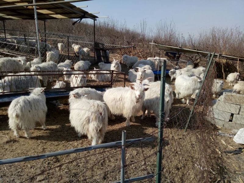 辽宁绒山羊80kg以上
