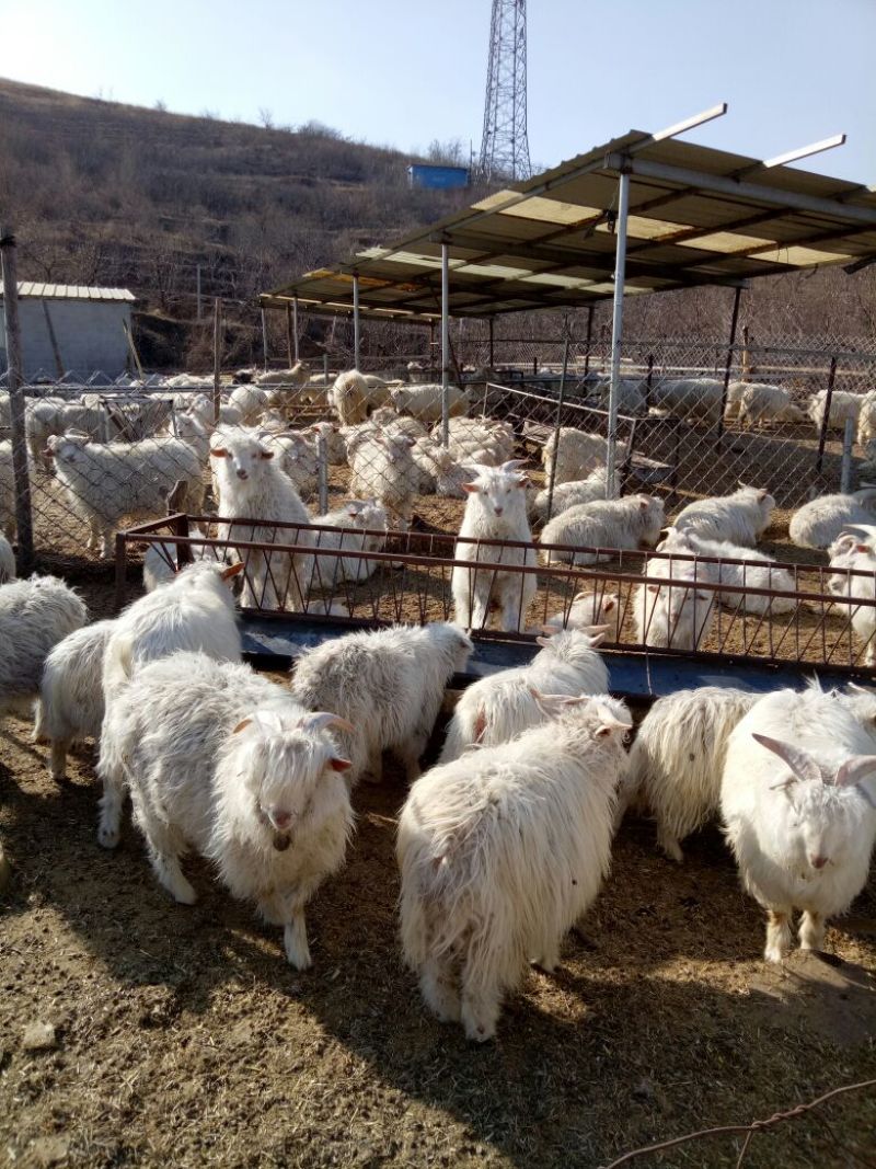 辽宁绒山羊80kg以上
