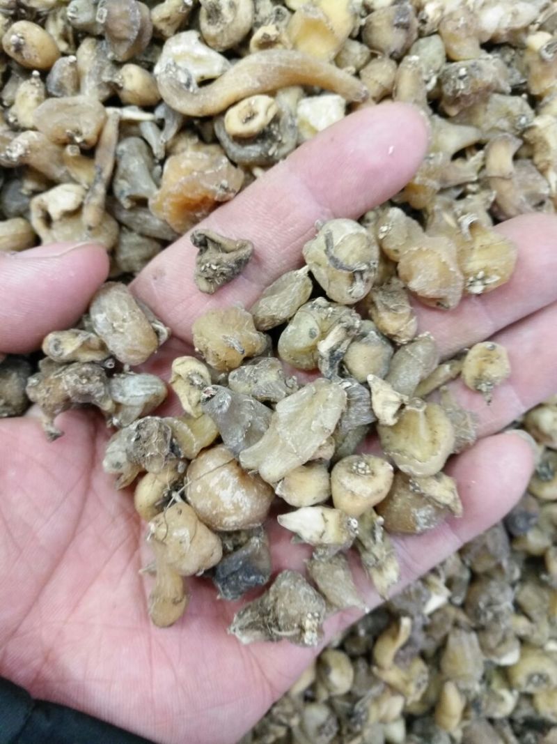 毛慈菇四川500克起批无硫无添加包邮只做正品