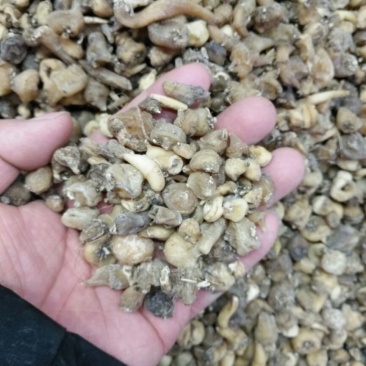 毛慈菇四川500克起批无硫无添加包邮只做正品