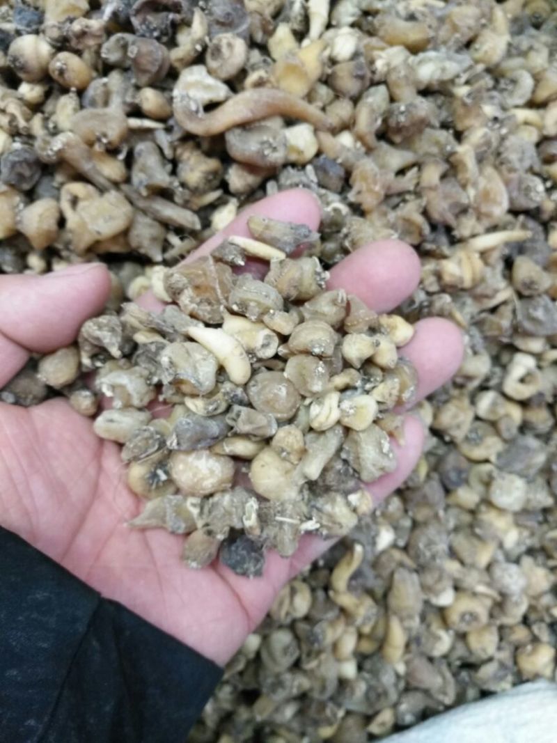 毛慈菇四川500克起批无硫无添加包邮只做正品