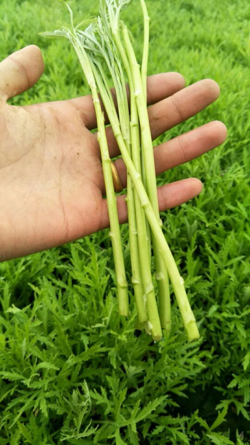 精品净篙