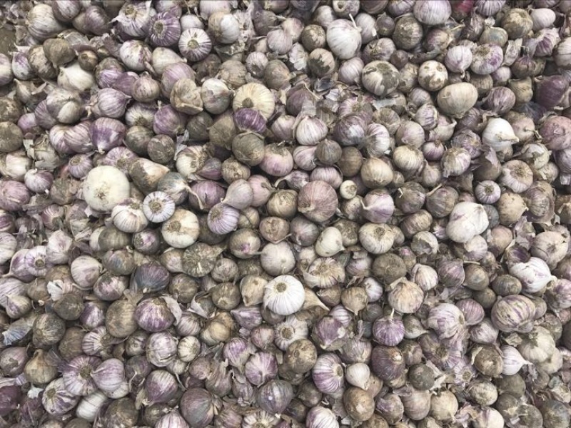 苍山大蒜混级统货鲜蒜