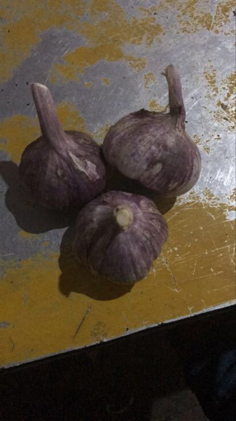 苍山大蒜混级统货鲜蒜