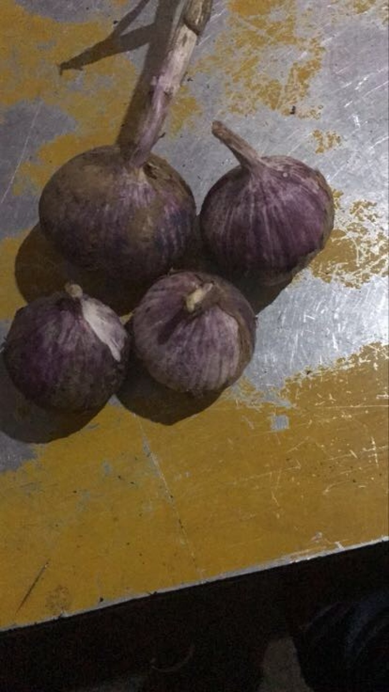 苍山大蒜混级统货鲜蒜