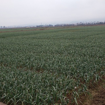 蒜苗45~50cm