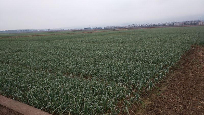 蒜苗45~50cm
