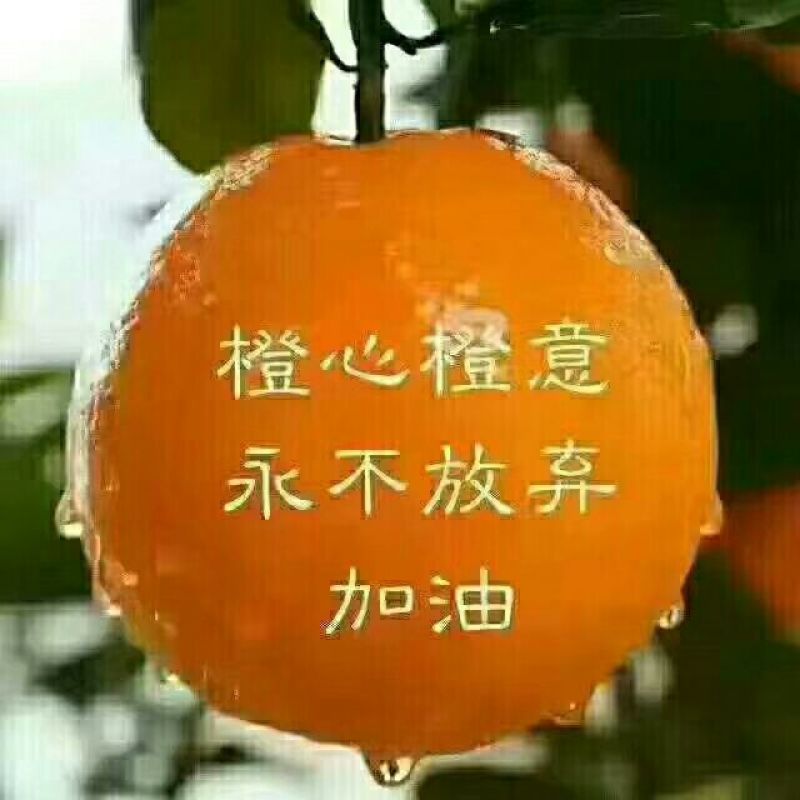 伦晚脐橙爽口化渣，又大又甜诚信经营，欢迎订购