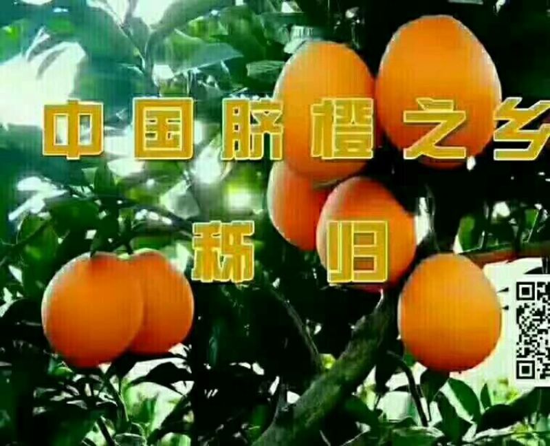 伦晚脐橙爽口化渣，又大又甜诚信经营，欢迎订购