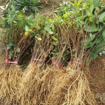 金银花苗30~40cm