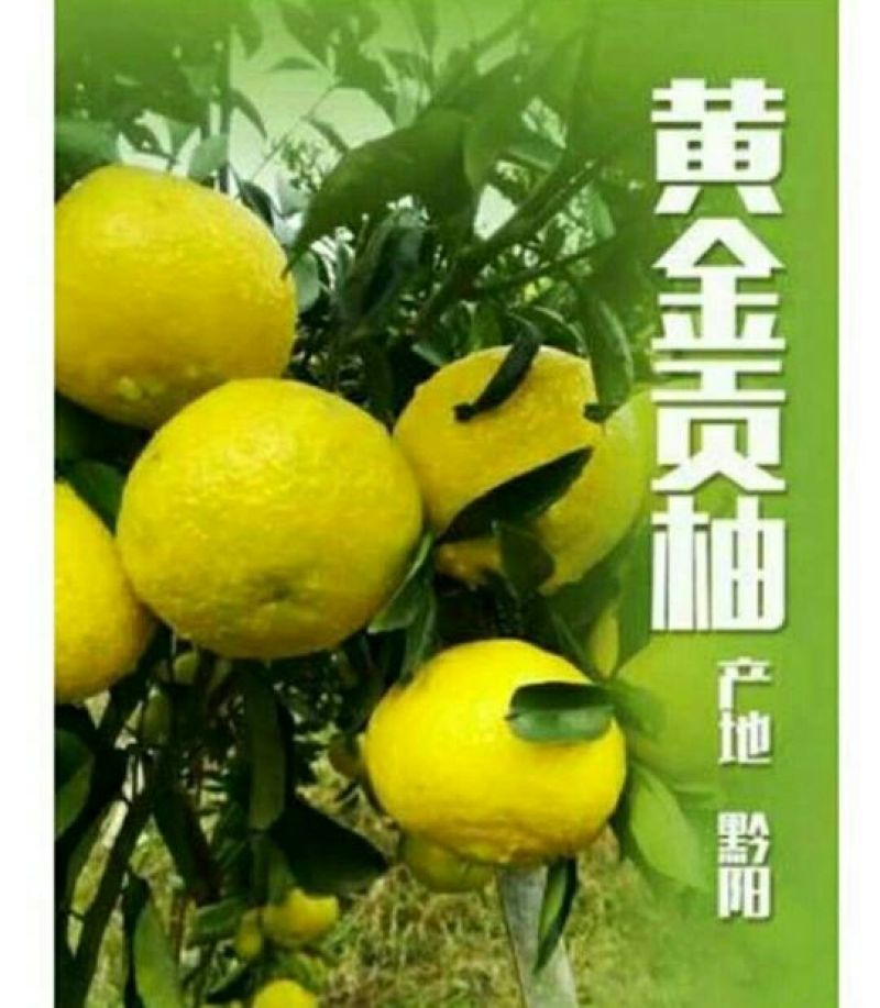 黄金柚苗，黄金贡柚苗，自营，产地直销假一赔十