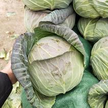 扁包菜通货1~2公斤