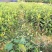法国冬青1.2m深多头