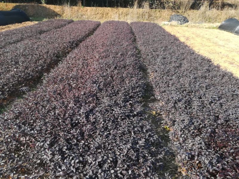 红花继木球20-30cm深