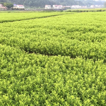 春鹃20-30cm