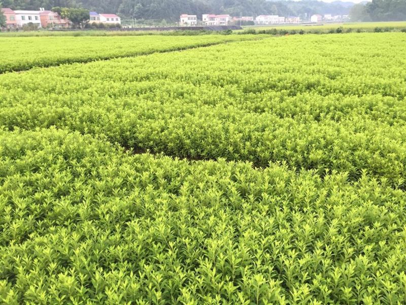 杜鹃20-30cm毛娟春鹃园林色块小苗