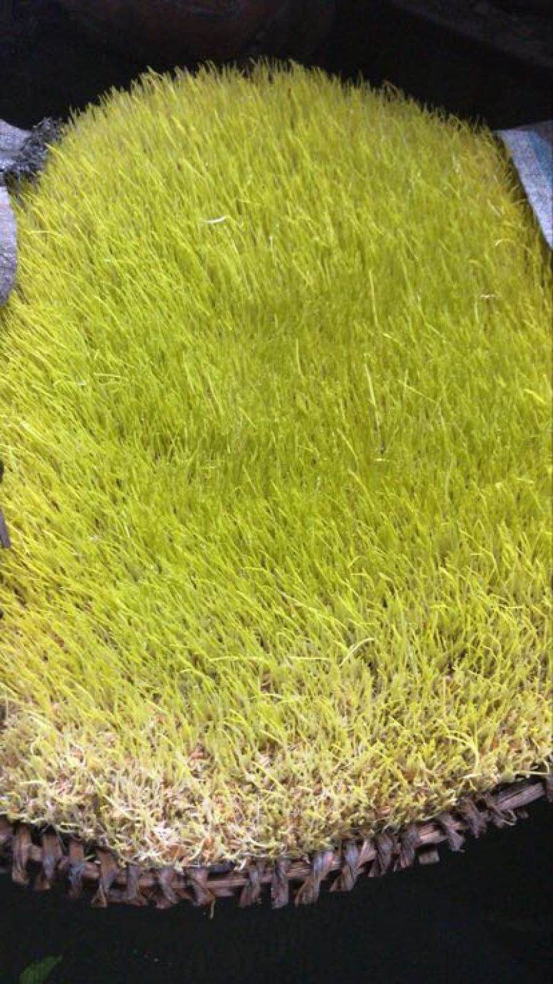 麦芽糖麦芽糖、麦芽糖纯手工制作无添加