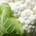 光头白花菜花精品光头乳白紧花现货