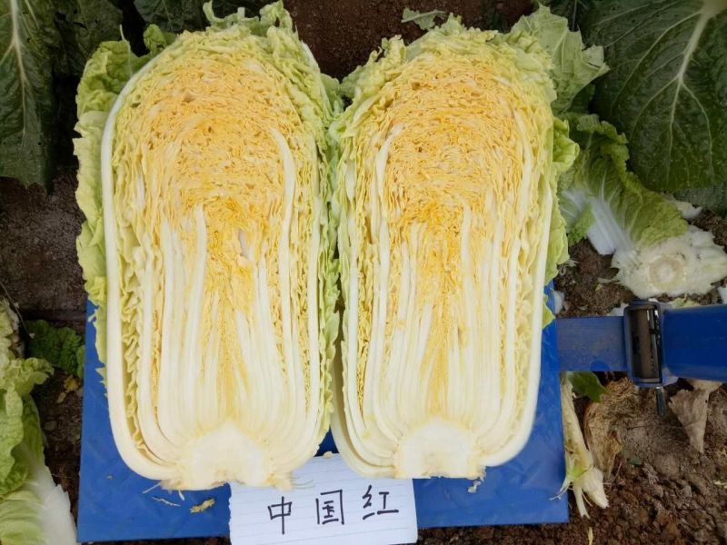 大白菜种子