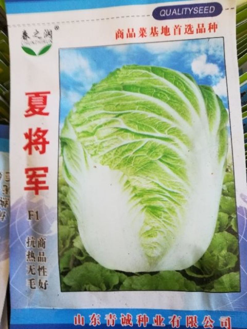 大白菜种子