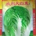 大白菜种子