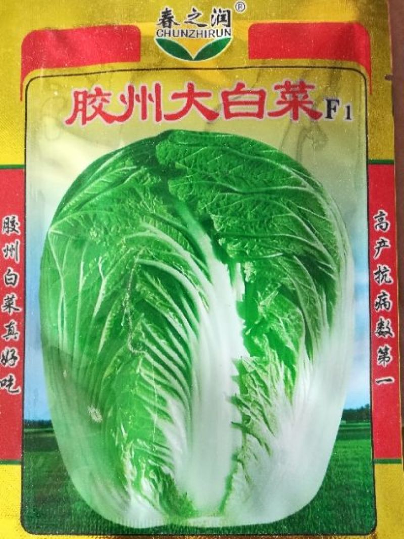 大白菜种子