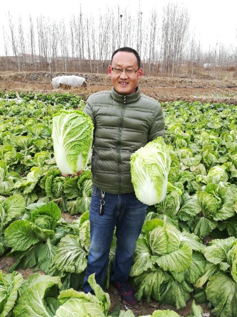 大白菜种子