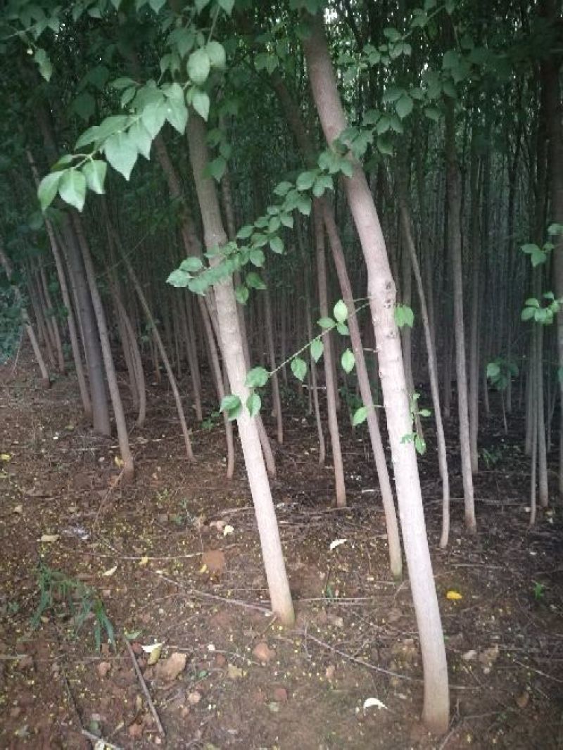 丝绵木261~300cm