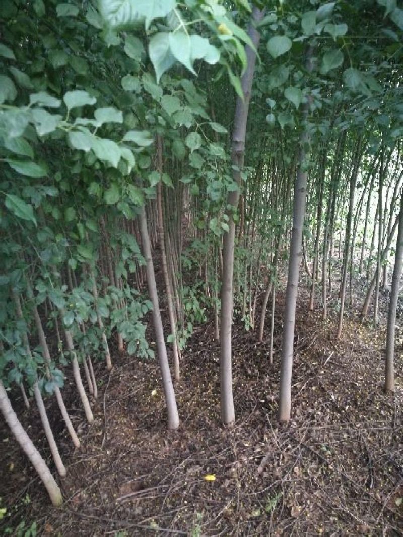 丝绵木261~300cm