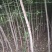 丝绵木261~300cm