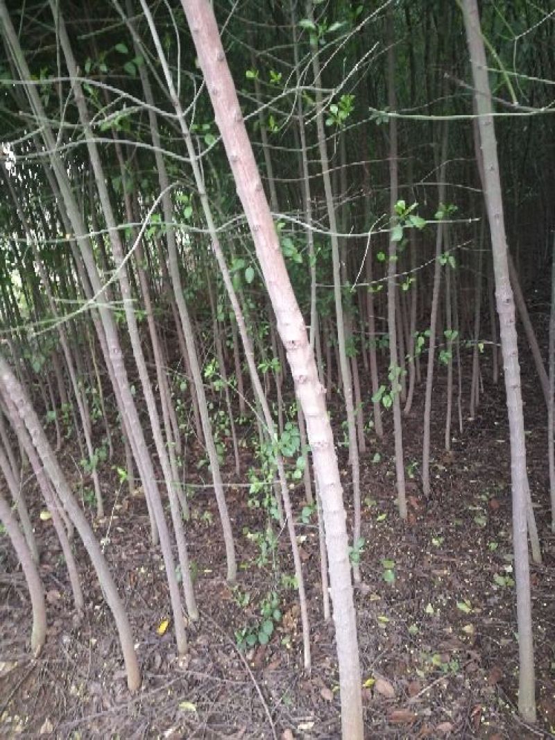 丝绵木261~300cm