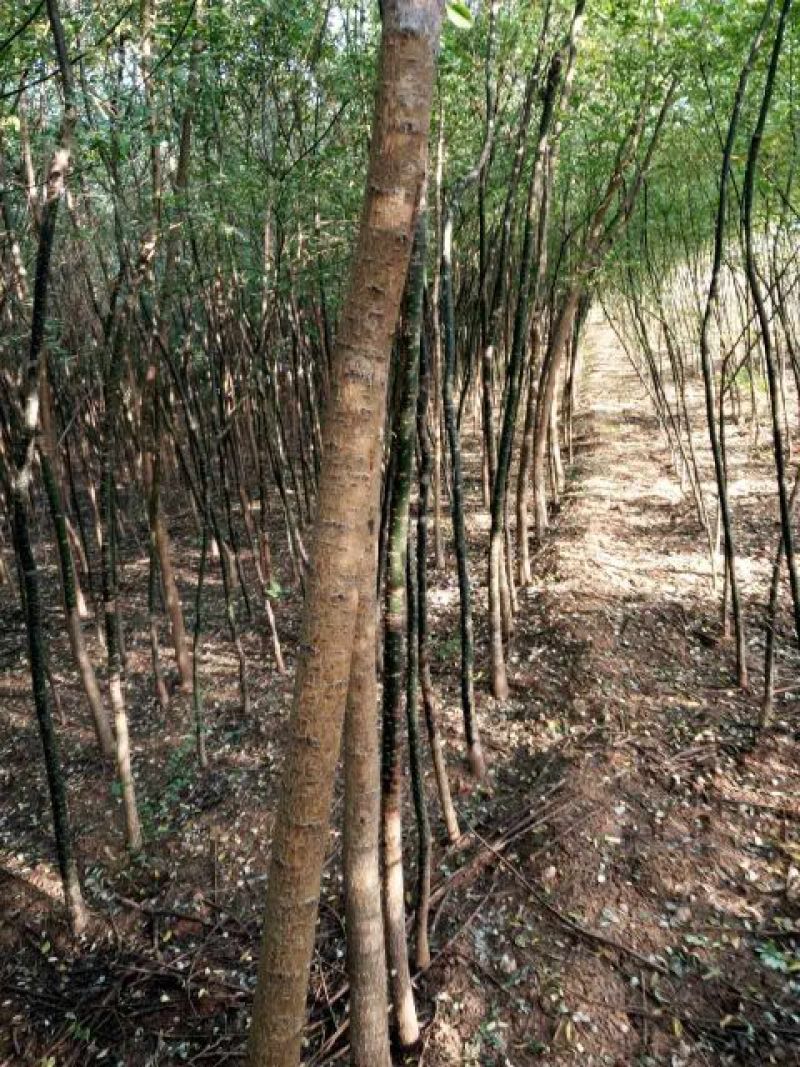 丝绵木261~300cm