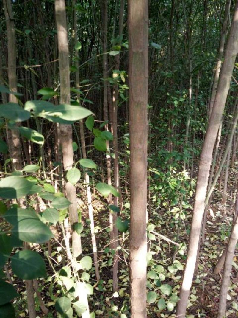 丝绵木261~300cm