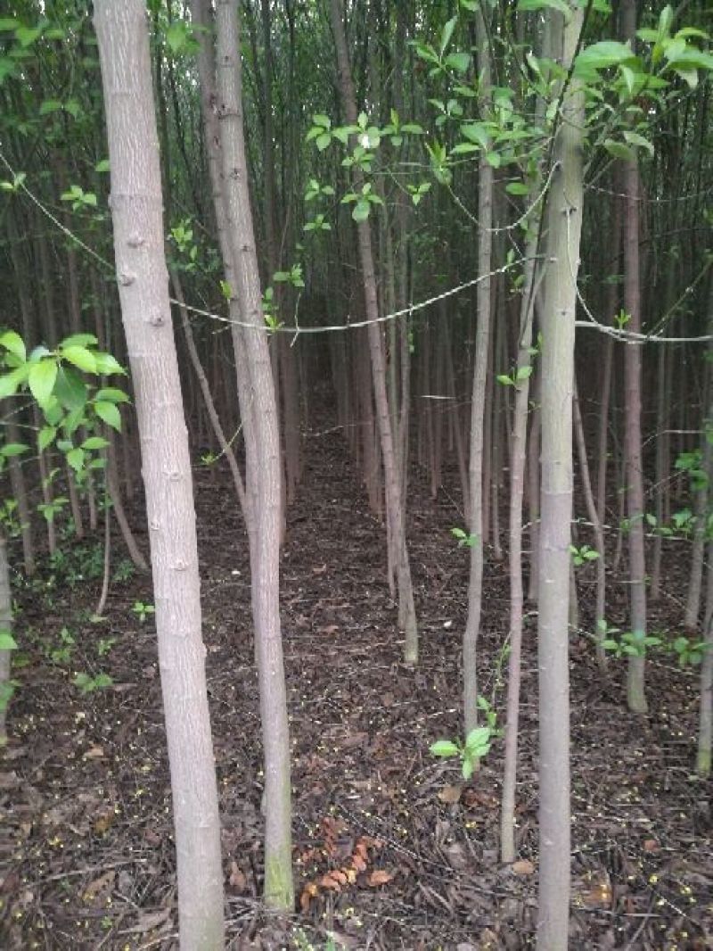 丝绵木261~300cm