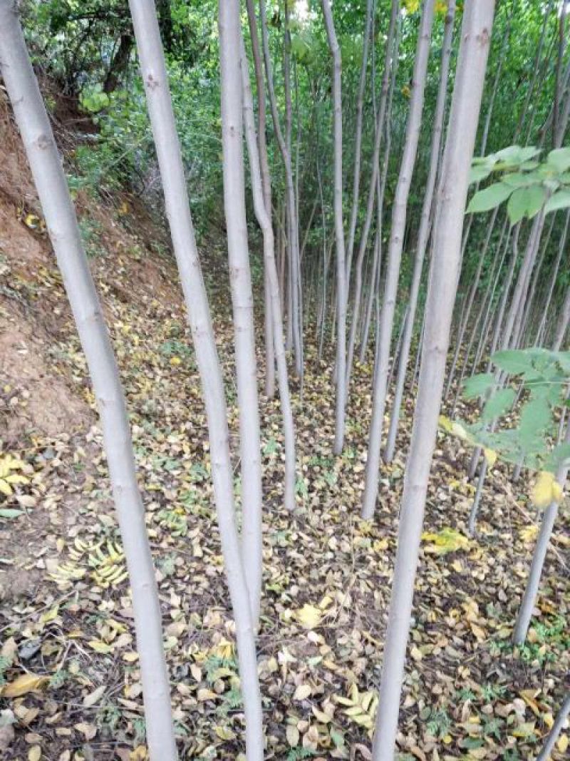 丝绵木261~300cm